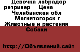 Девочка лабрадор ретривер  › Цена ­ 7 000 - Челябинская обл., Магнитогорск г. Животные и растения » Собаки   